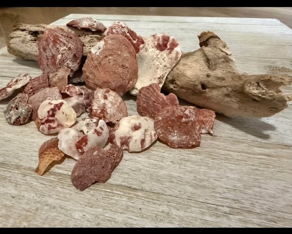 Sea Shells From Southeast Florida Coast