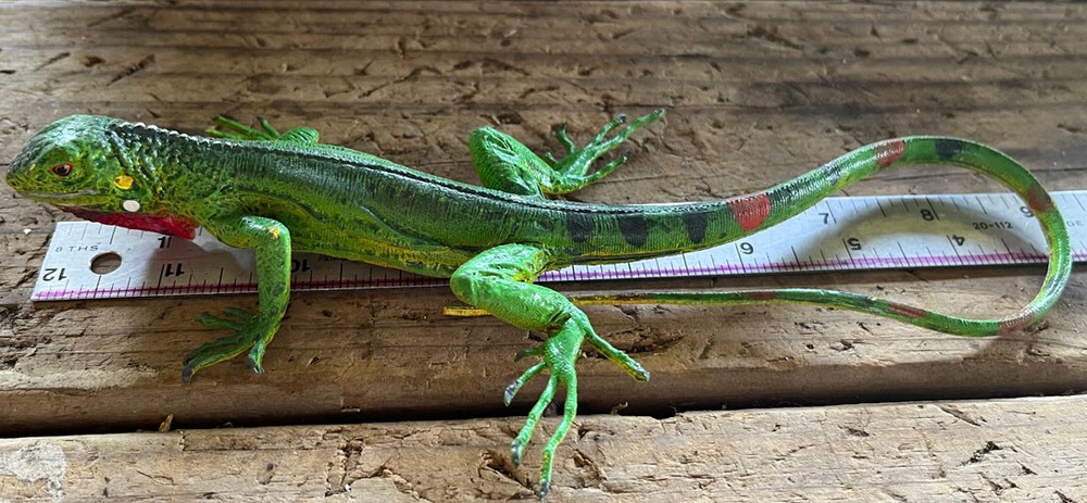 Iguana Baby - AAA