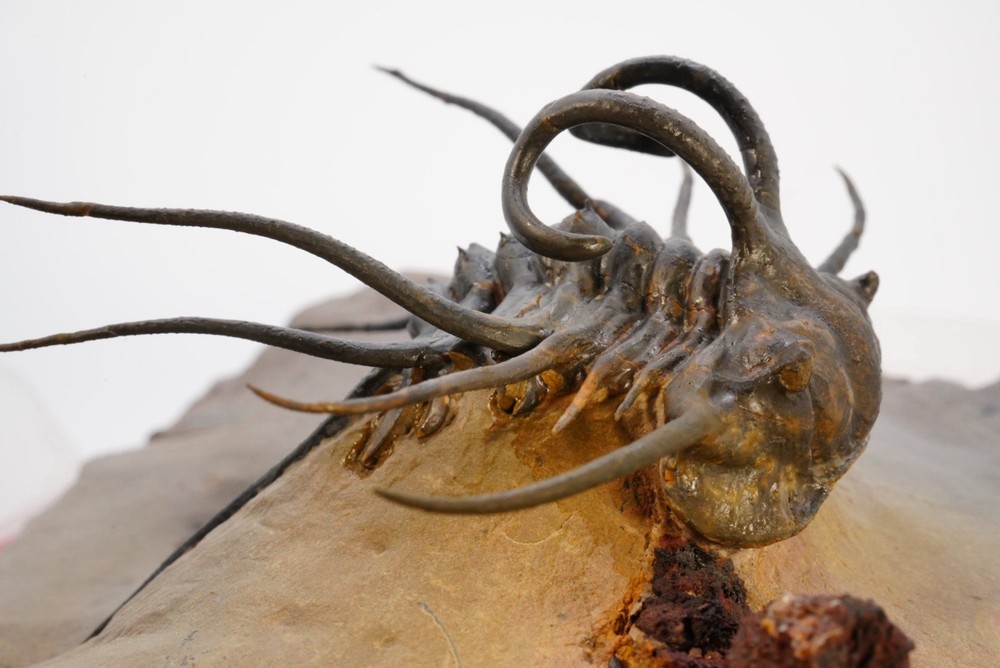 trilobite
