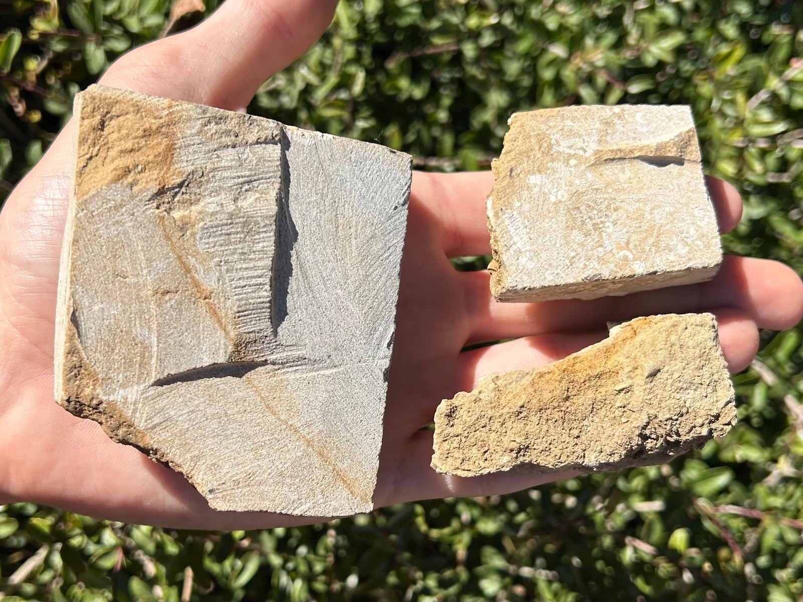 Crinoid Fossils in Matrix LOT OF 3 Alabama Phanocrinus Aphelecrinus Bangor Fm