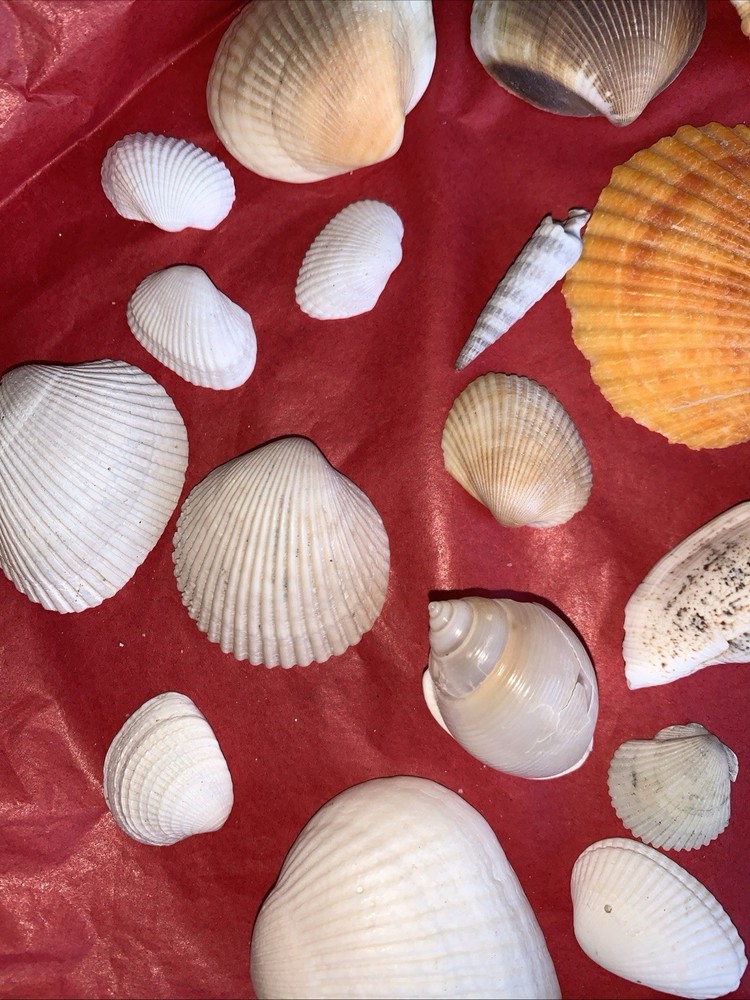 Seashell Lot Various Sizes and Shells Beautiful Selection Craft Beach 50+ Shells