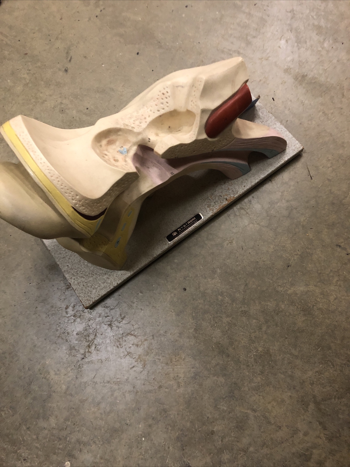 Vintage Anatomical Human Ear Model NYSTROM Medical School