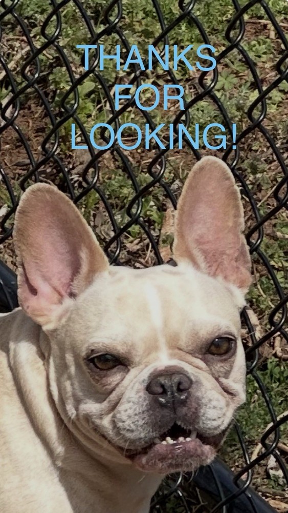 FALLOUT VAULT-TEC 3x3 Embroidered Morale Patch Hook Backing Brand New