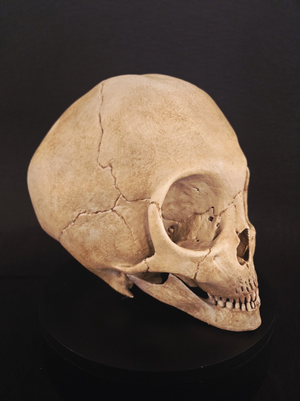 Alien  Skull Realistic Full Size