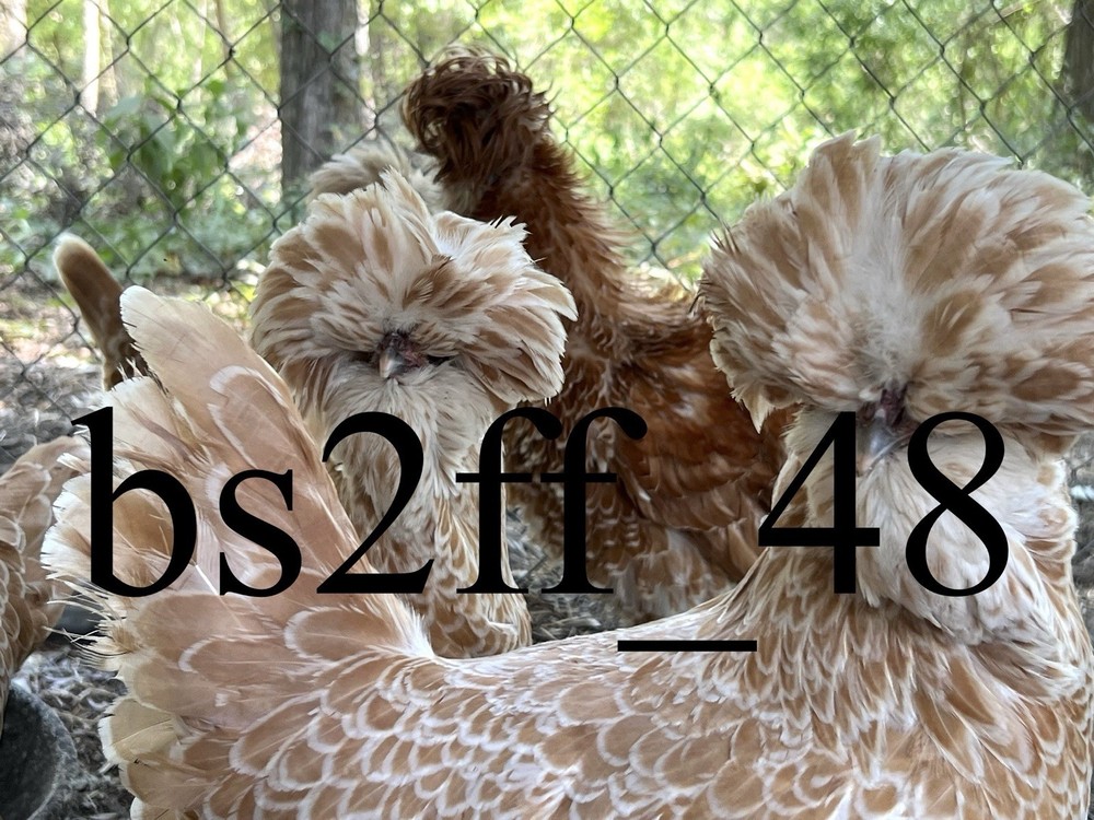 24+ Polish Hatching Eggs Variety Pack