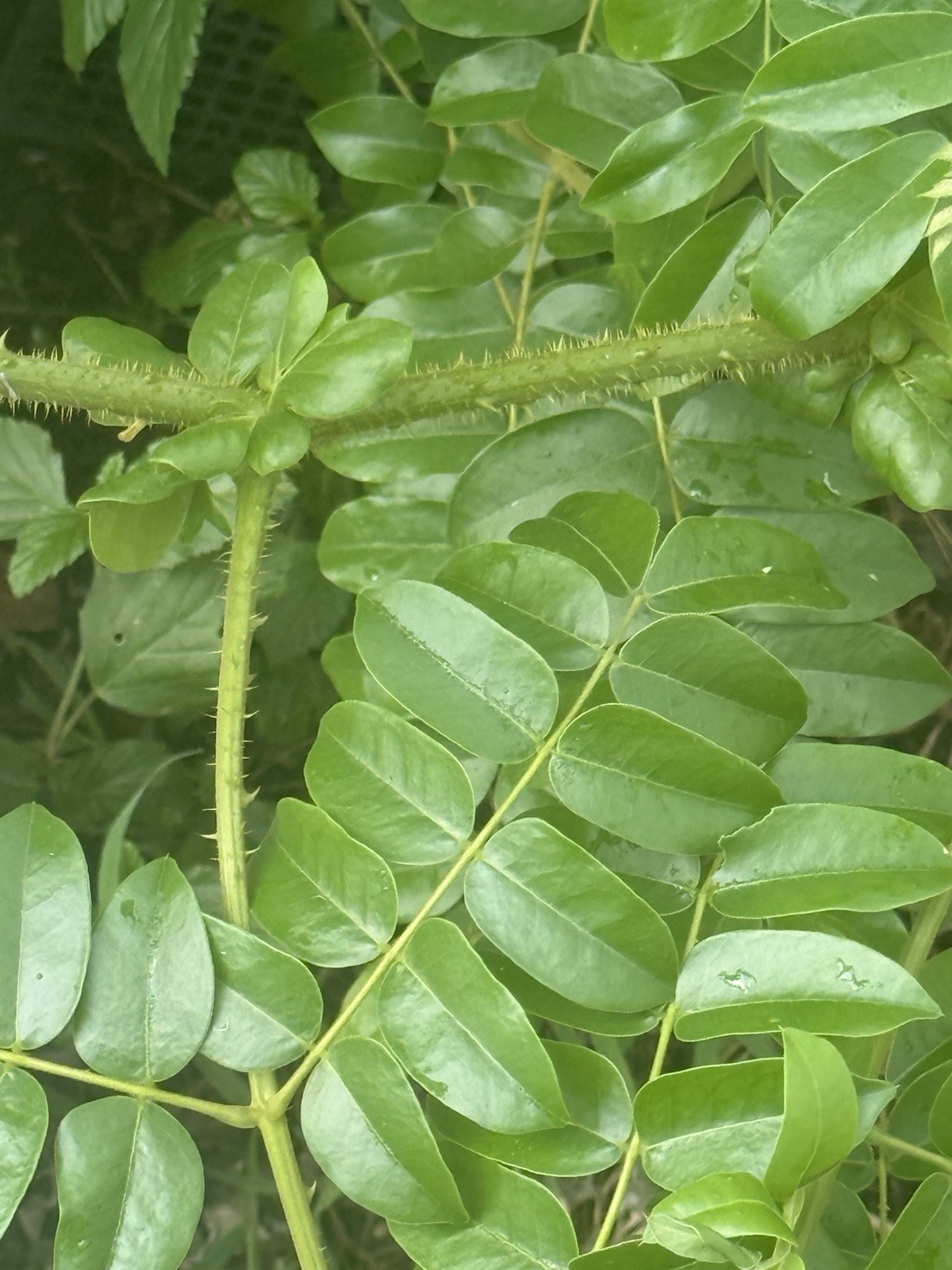 EWE QUITA MALDICION (Ewe Seyo, Ayo, Olopon) religion yoruba , Santeria