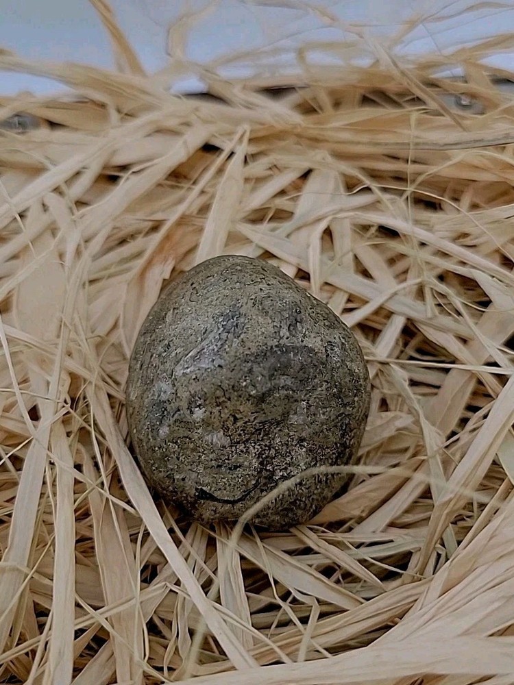 Real Dinosaur Egg Fossil Uv Reactive Permineralization fossil