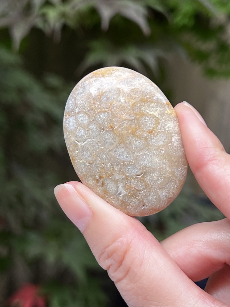 Fossilised Coral Crystal Palmstone AAA+ 17