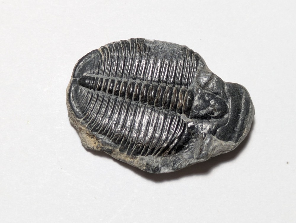 Fossilized Trilobite
