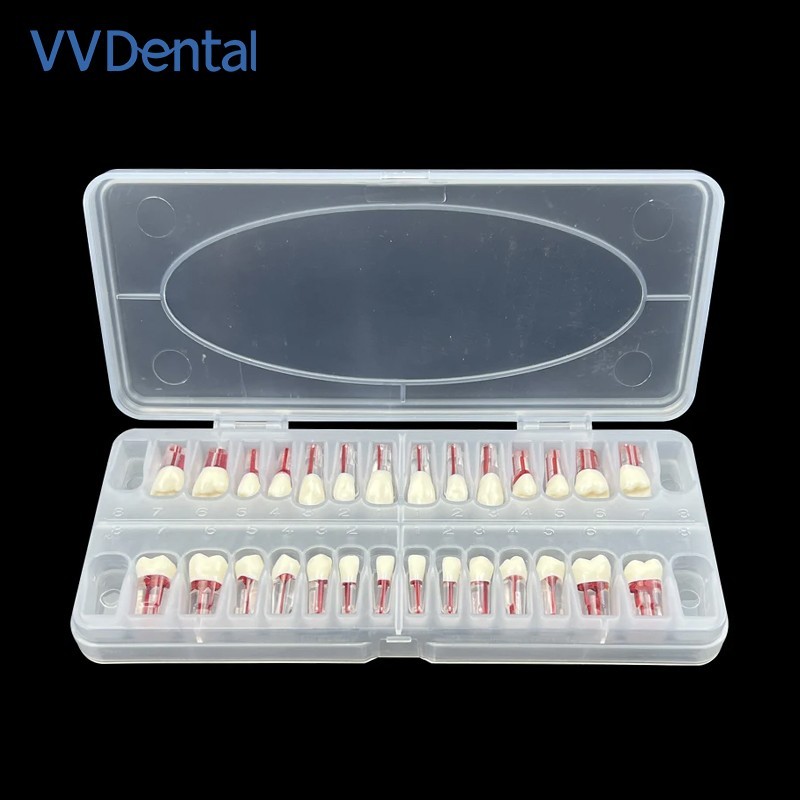 Modelo Acrilico Endodoncia Advanced Root Canal Model Teeth For Rct Practice
