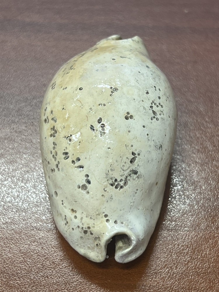 EXTINCT Fossilized COWRIE Shell From Central Florida, Pliocene Era.