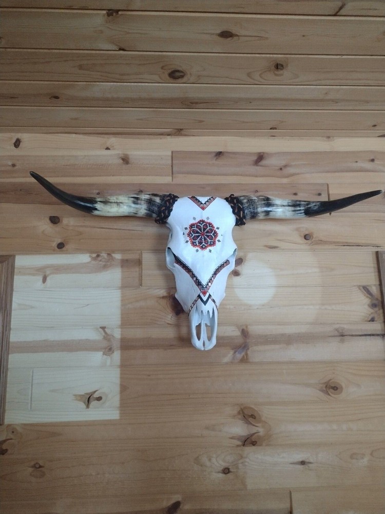 hand painted authentic highland steer skull