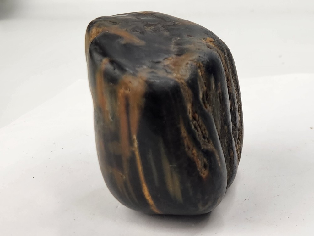 Petrified Wood Section - Unknown Age and Locality