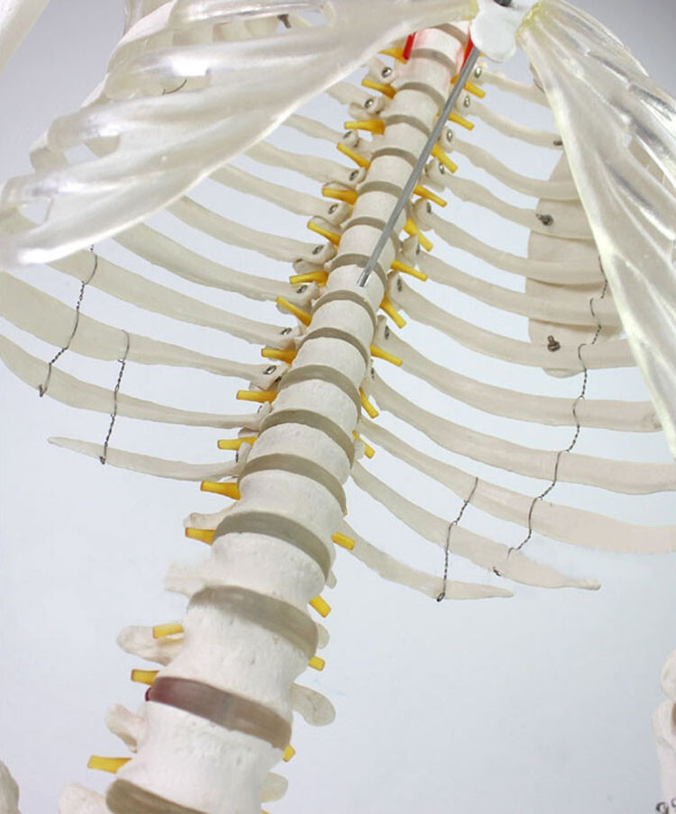 Education Model Anatomical Human Skeleton Nurse Training Display Teach Lab Study