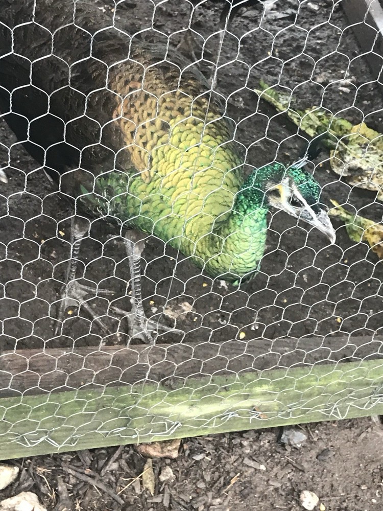 3 Java Green Purple Spaulding hatching eggs.
