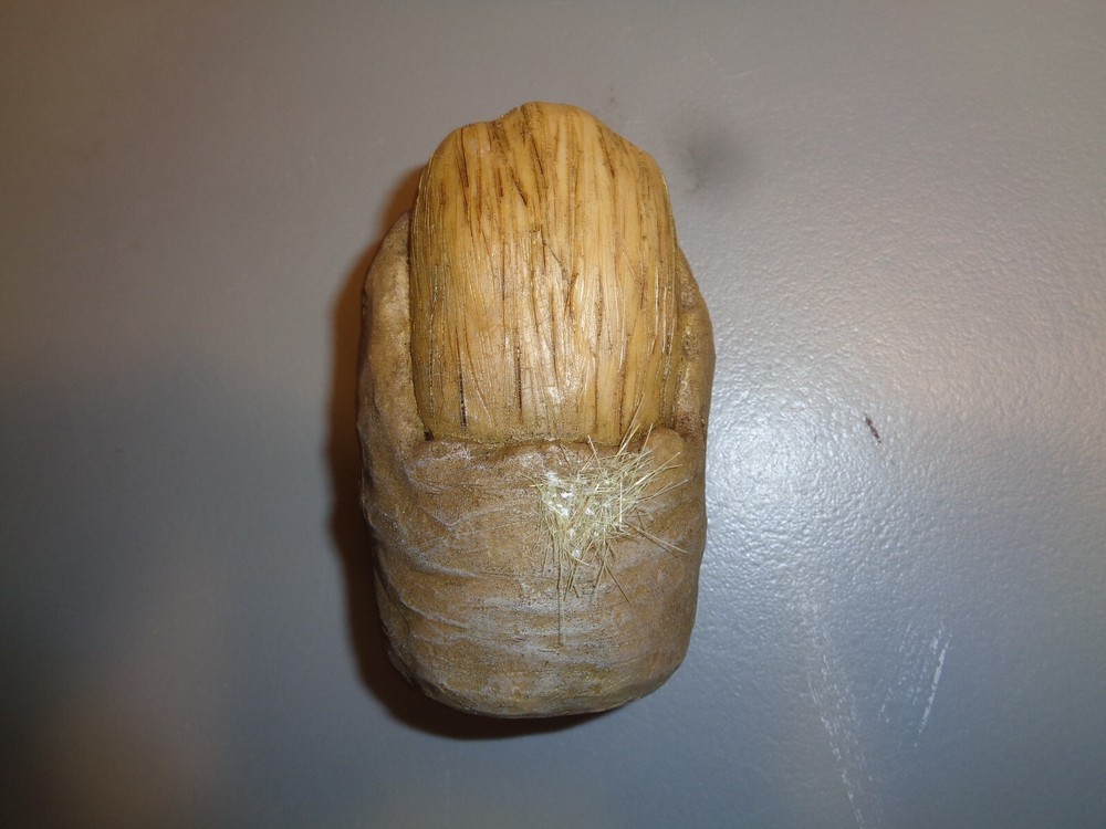Bigfoot Toe RARE Sasquatch Gaff Prop