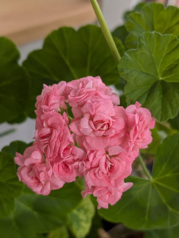 Rosebud Geranium - Antique Grainger- LIVE & ROOTED Plants
