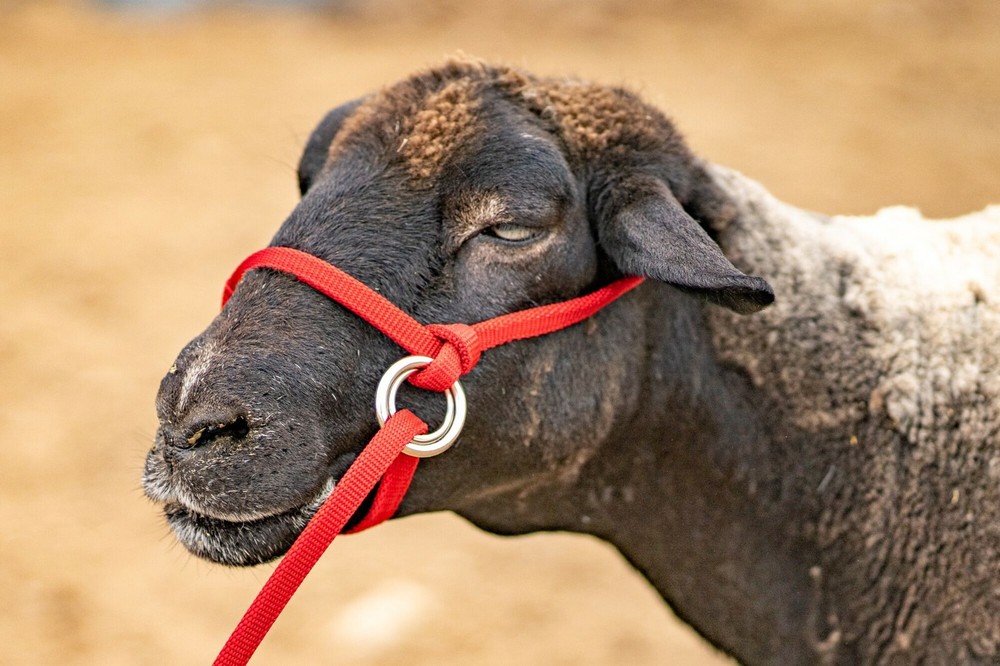 Halter All EXTRA SMALL Sheep, Goat, Sm Calf Endless Adjustable PATTERN USA