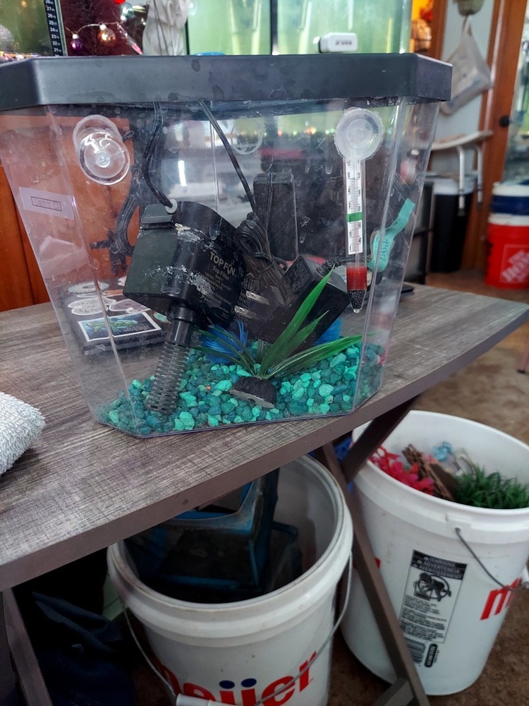 1 gal desktop aquarium  with fish