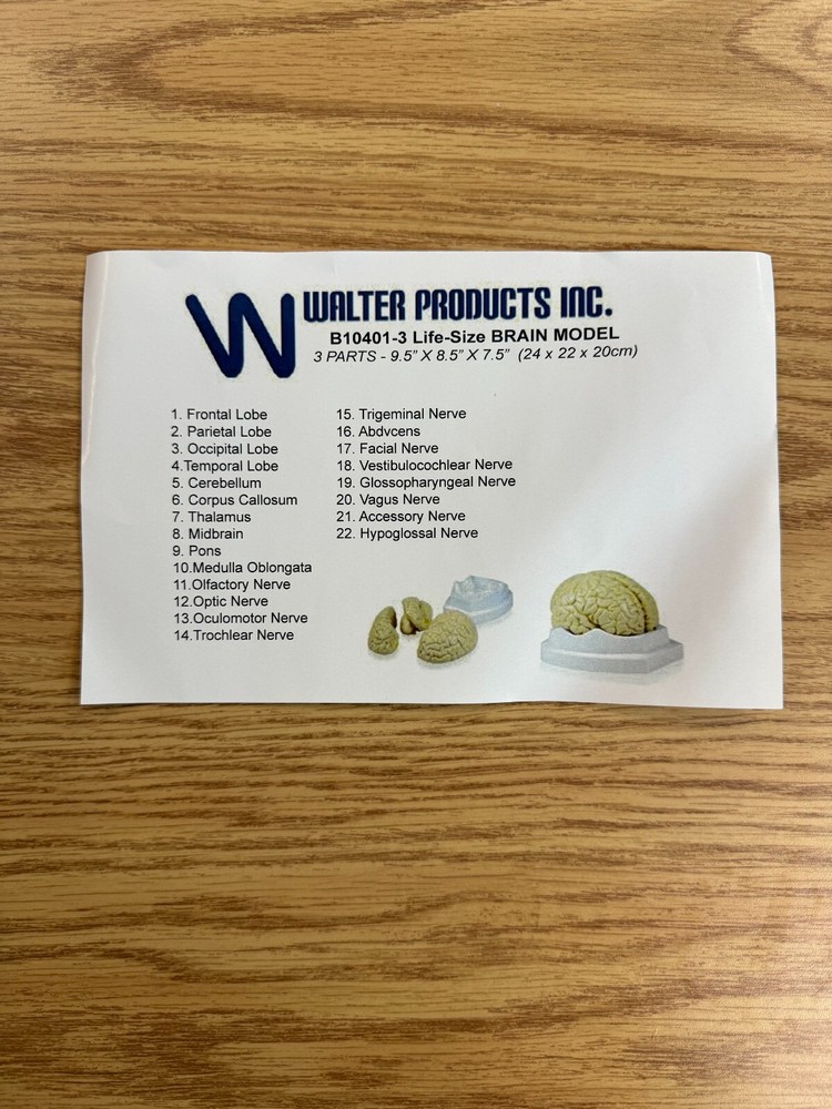 Human Brain Model, 3 part Anatomical Model Anatomy