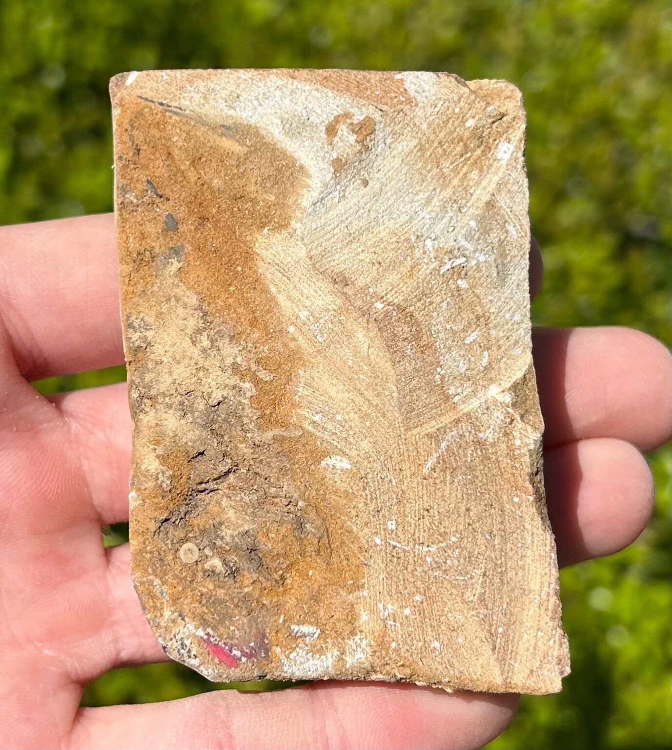 DOUBLE Fossil Crinoids in Matrix Phanocrinus Aphelecrinus Alabama Bangor Fm