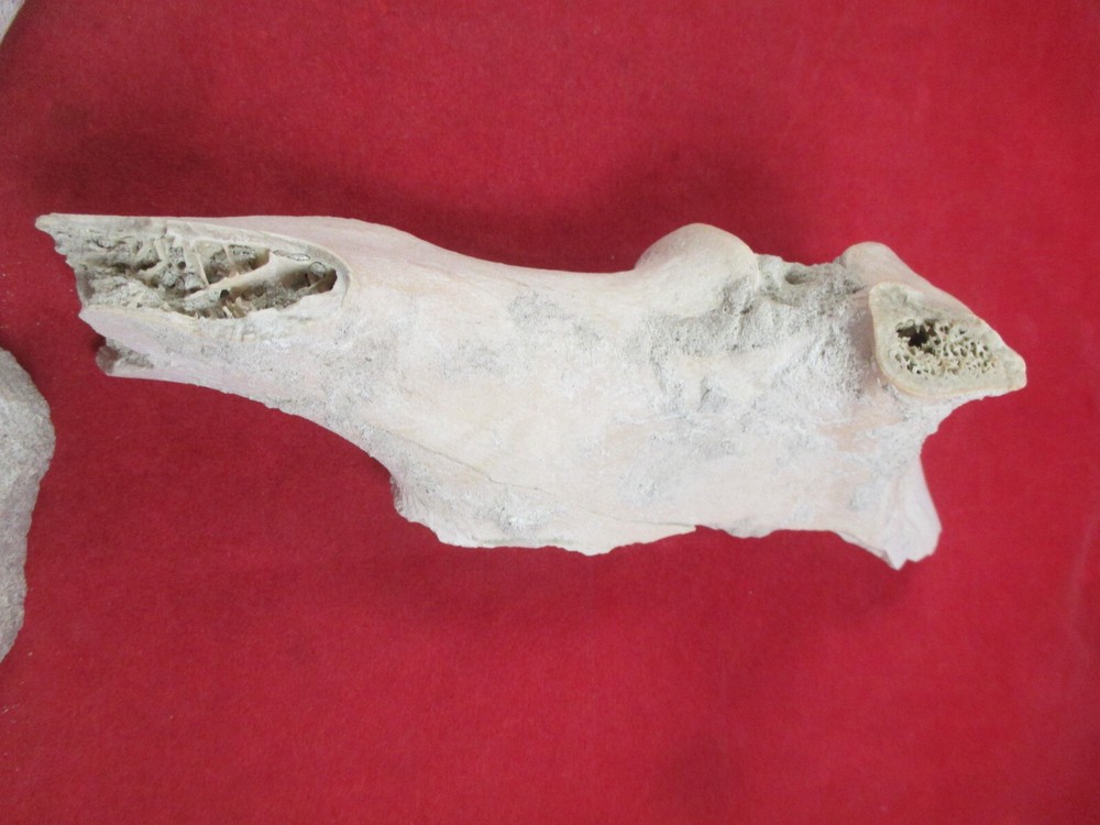 Nebraska Badlands Fossils Mixed Bones Hip Socket , and more