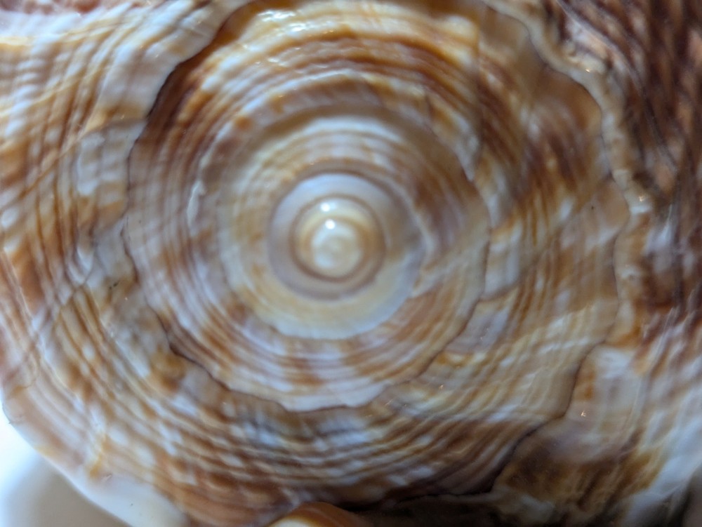 Cassis Glaucum Bonnet Shell