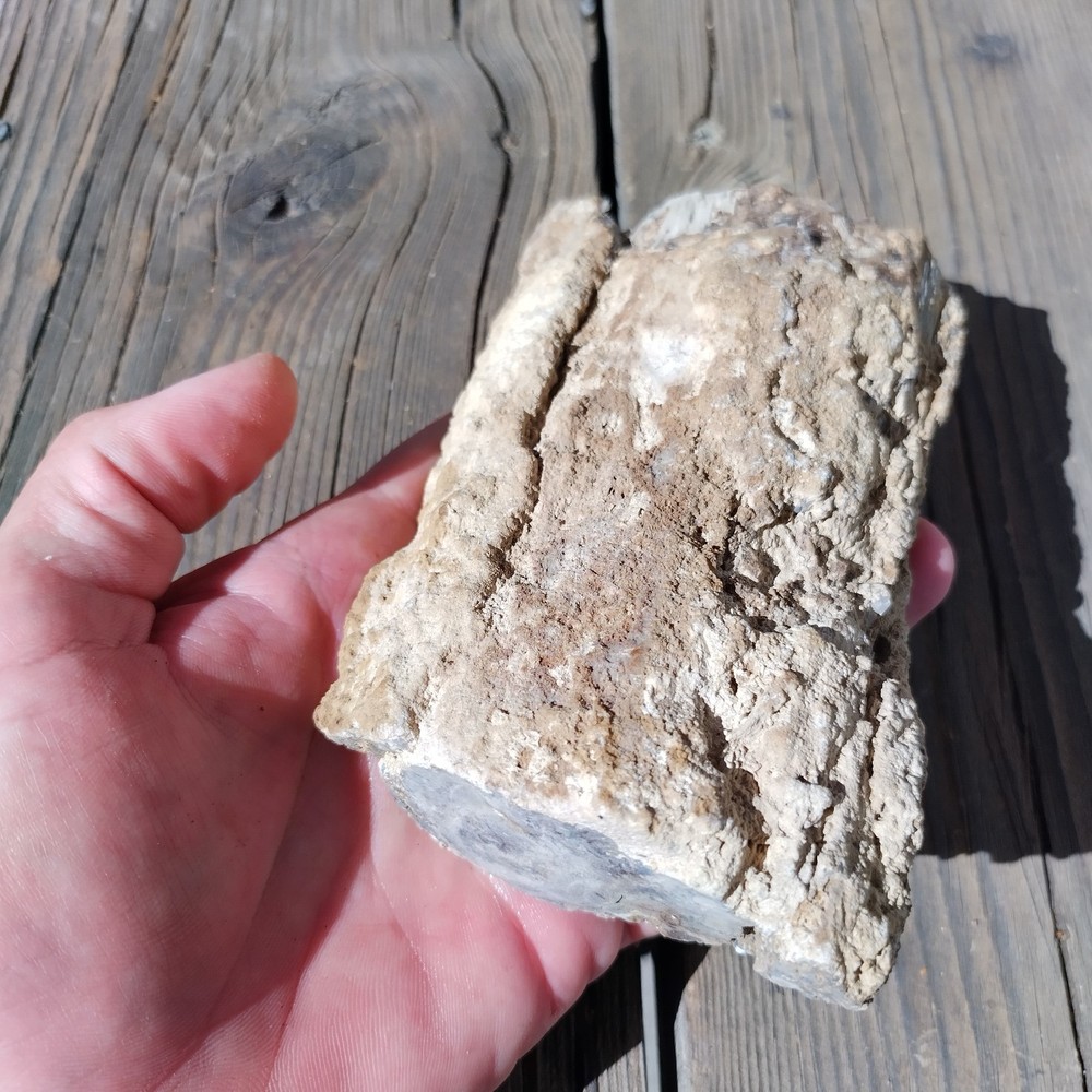 Blue Forest Petrified Wood Limb Cast - 2 lbs.