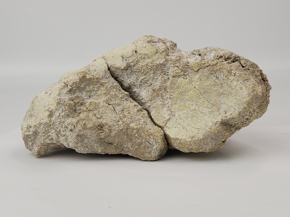 Titanothere Scapula Bone (Partial) - White River Group - Chadron Fm. - NE