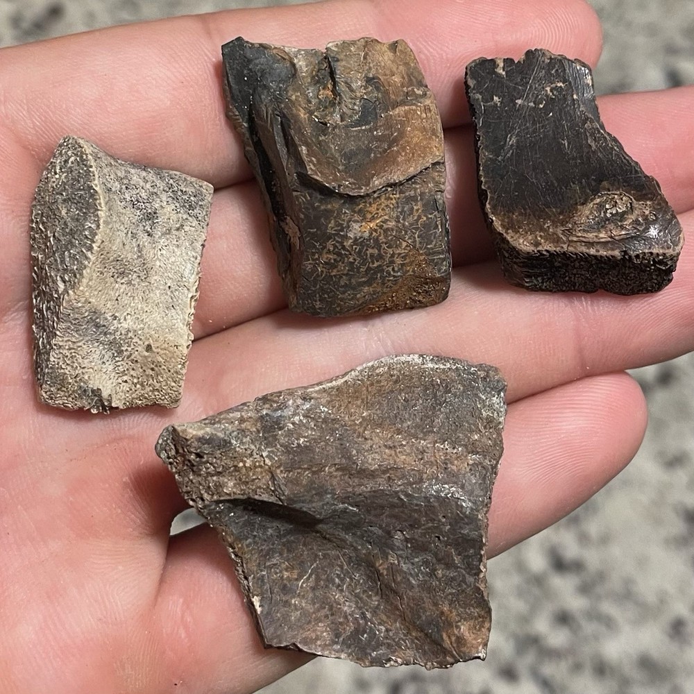 Turtle Shell Fossil Fragments Ice Age Fossils