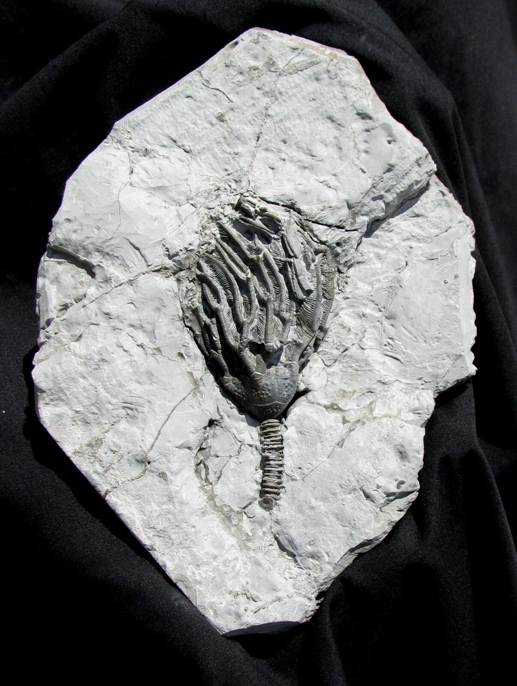 EXTINCTIONS- VERY COOL DEVONIAN PYRITIZED ARTHROACANTHA CRINOID FOSSIL - DETAIL!