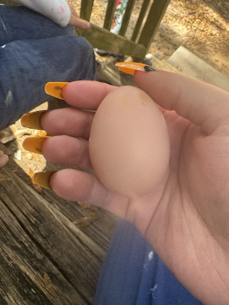 6 Pure Bred Naked Neck Eggs For Hatching.