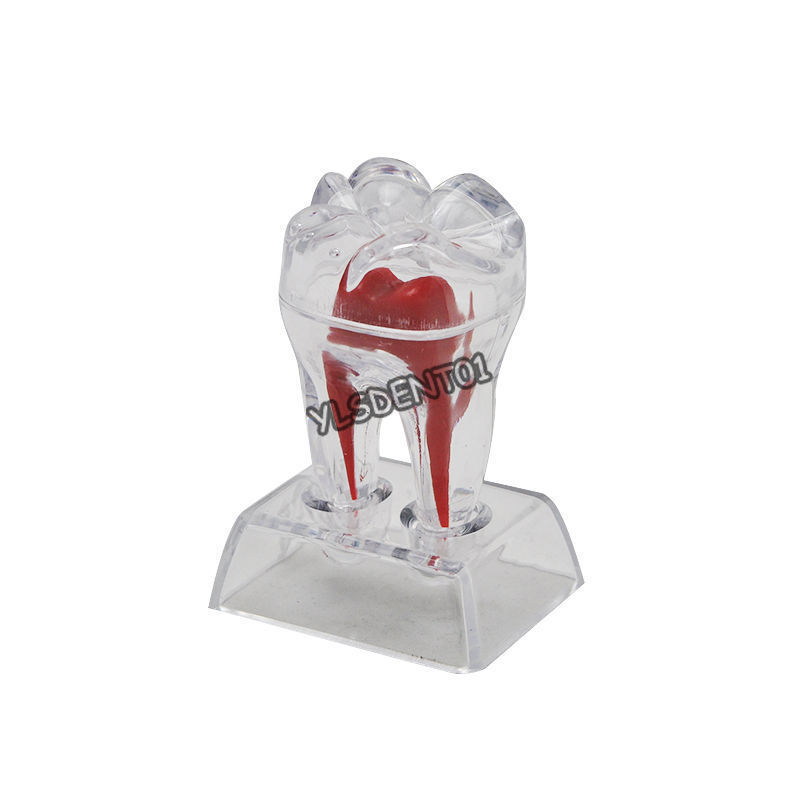 Tooth Molar Model Dentist Dental Crystal Base Hard Plastic Teeth Separable