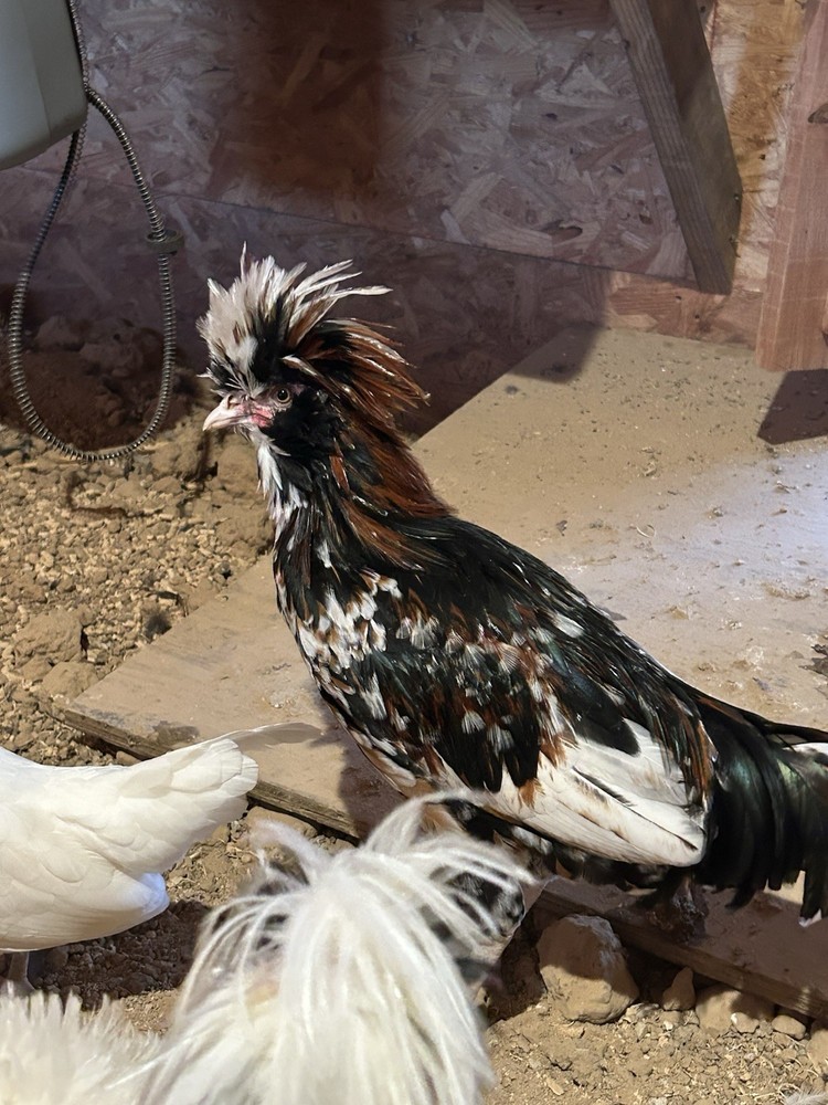 Fertile Polish Hatching Eggs +6