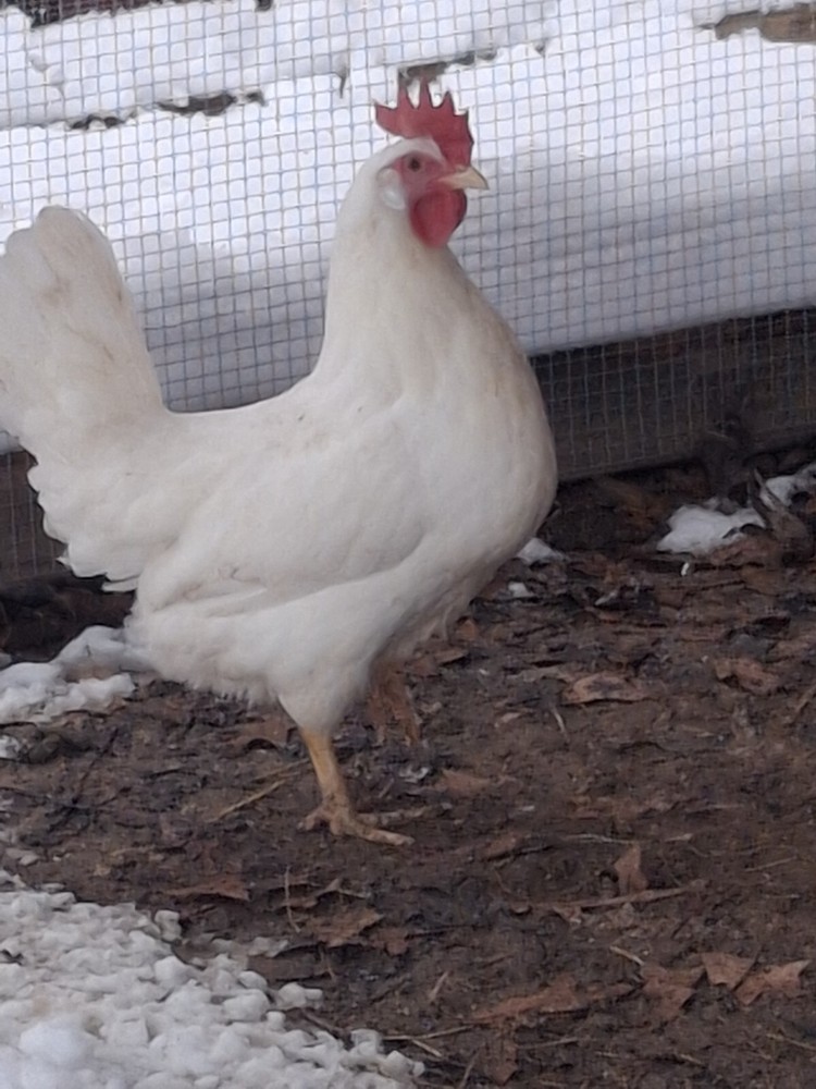 1 Dozen White Leghorns - Hatching Eggs