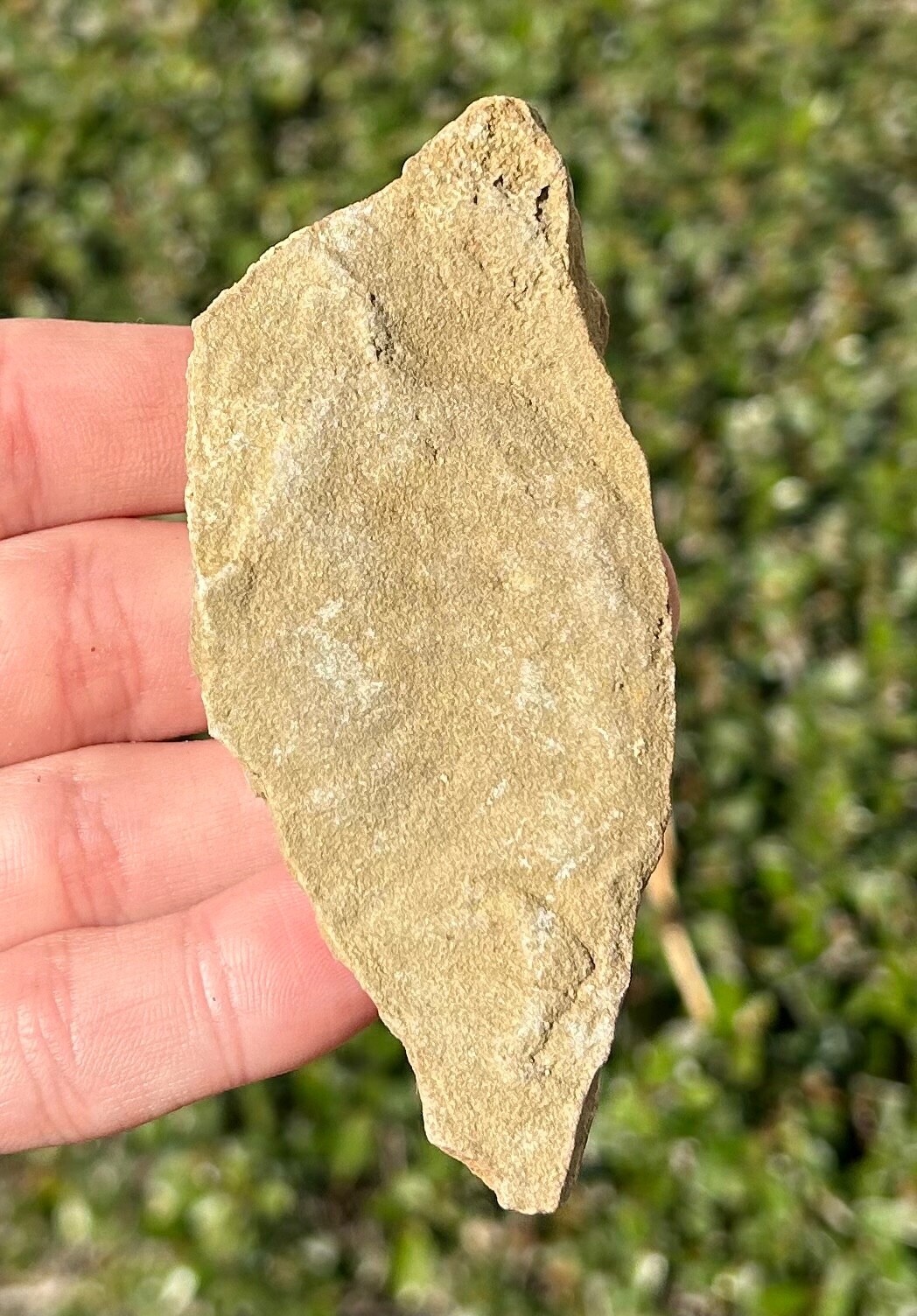 France Fossil Starfish in Matrix Asterie lumbricalis Triassic Age Echinoderm