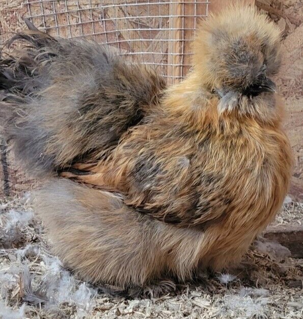 (6) Show Quality Silkie Bearded & Crested Fertile Hatching Eggs, Shipped in Foam