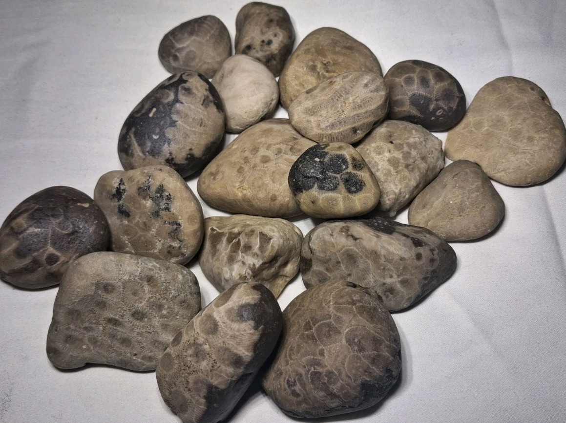 Michigan Petoskey Stone Lot 2 Pound Unpolished Natural Great Lakes Fossil Coral
