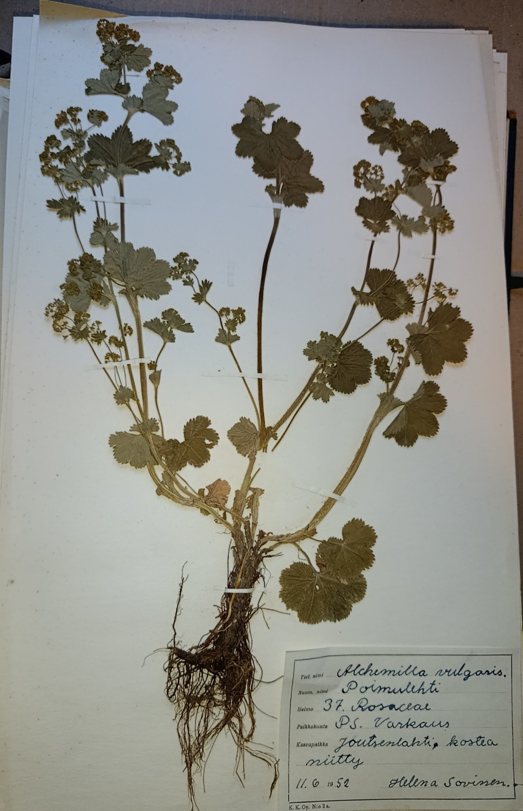 Antique Finnish Swedish Herbarium Botanical Pressed Plant specimens scrapbook