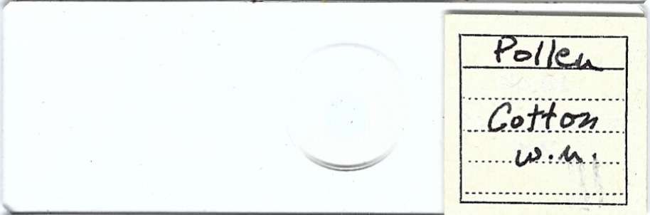 Cotten Pollen w.m. Microscope Slide