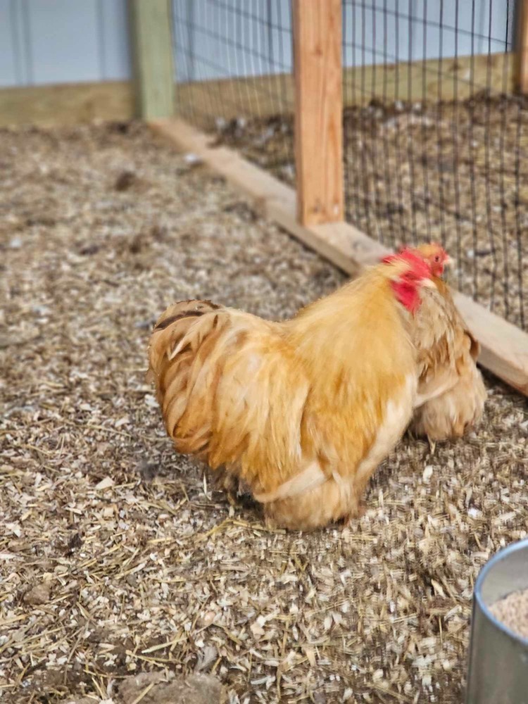 ONE DOZEN Bantam Cochin Hatching Eggs – FLUFFY SHOW LINES