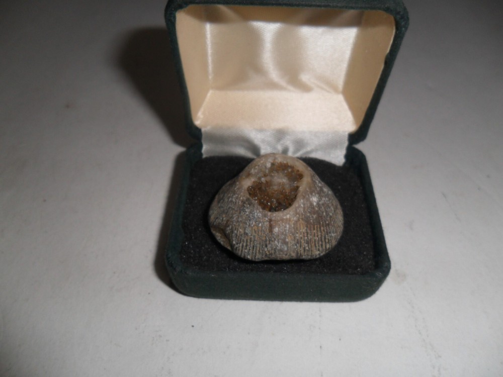 Crystal Brachiopod