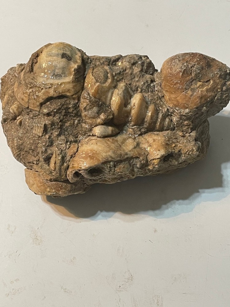 CLAM SHELL AND GASTROPOD MULTIPLE SPECIMEN