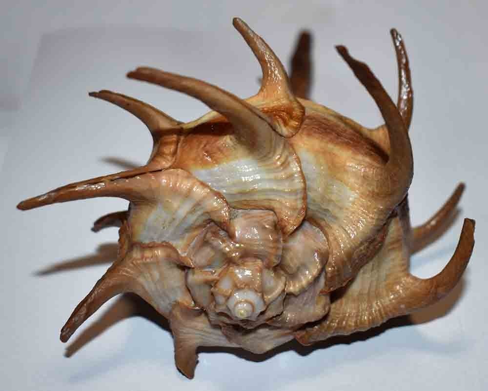 SHELLS - MURICIDAE - DARK CORNUTUS BOLINUS - 138.20mm