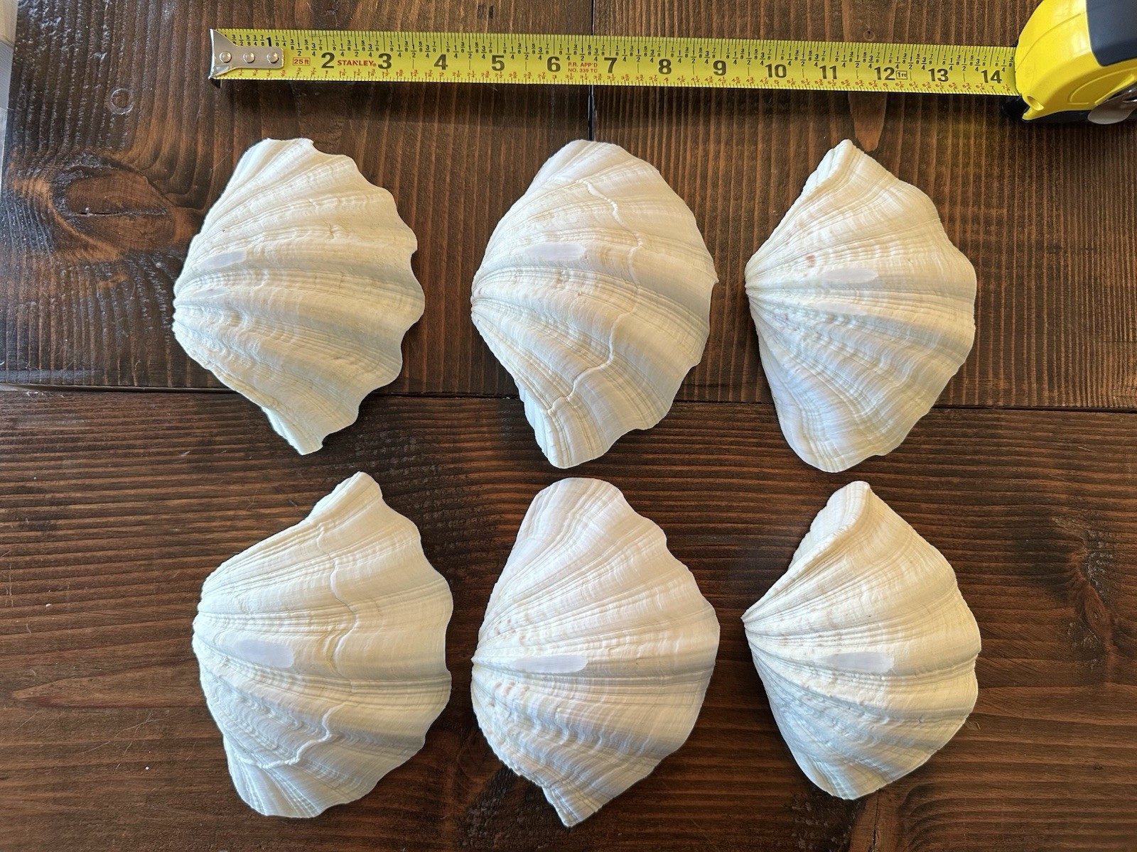 Set Of 6 TRIDACNA GIGAS(?) Clam Sea Shells Half 6” x 4” BEAR PAW Nautical Ocean