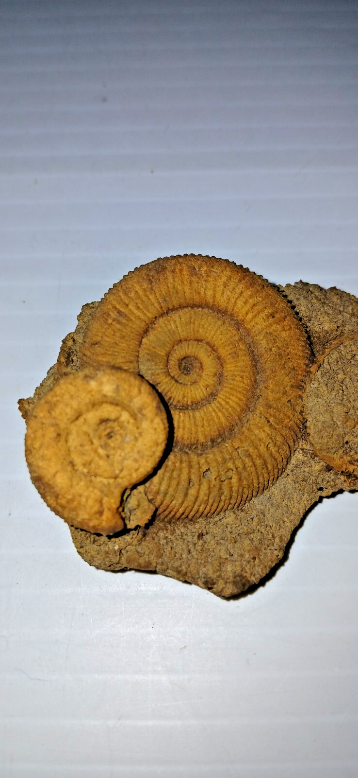 Nice Ammonite Fossil Cluster
