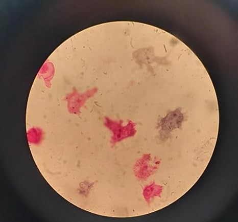 Amoeba Proteus Microscope Slide - Prepared Showing Nucleus & Cell Structures