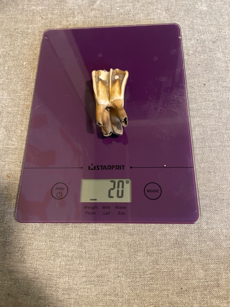 ice age horse tooth