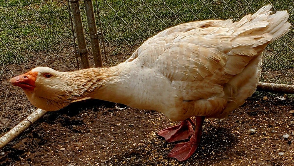 Giant Dewlap TOULOUSE Hatching Eggs 7