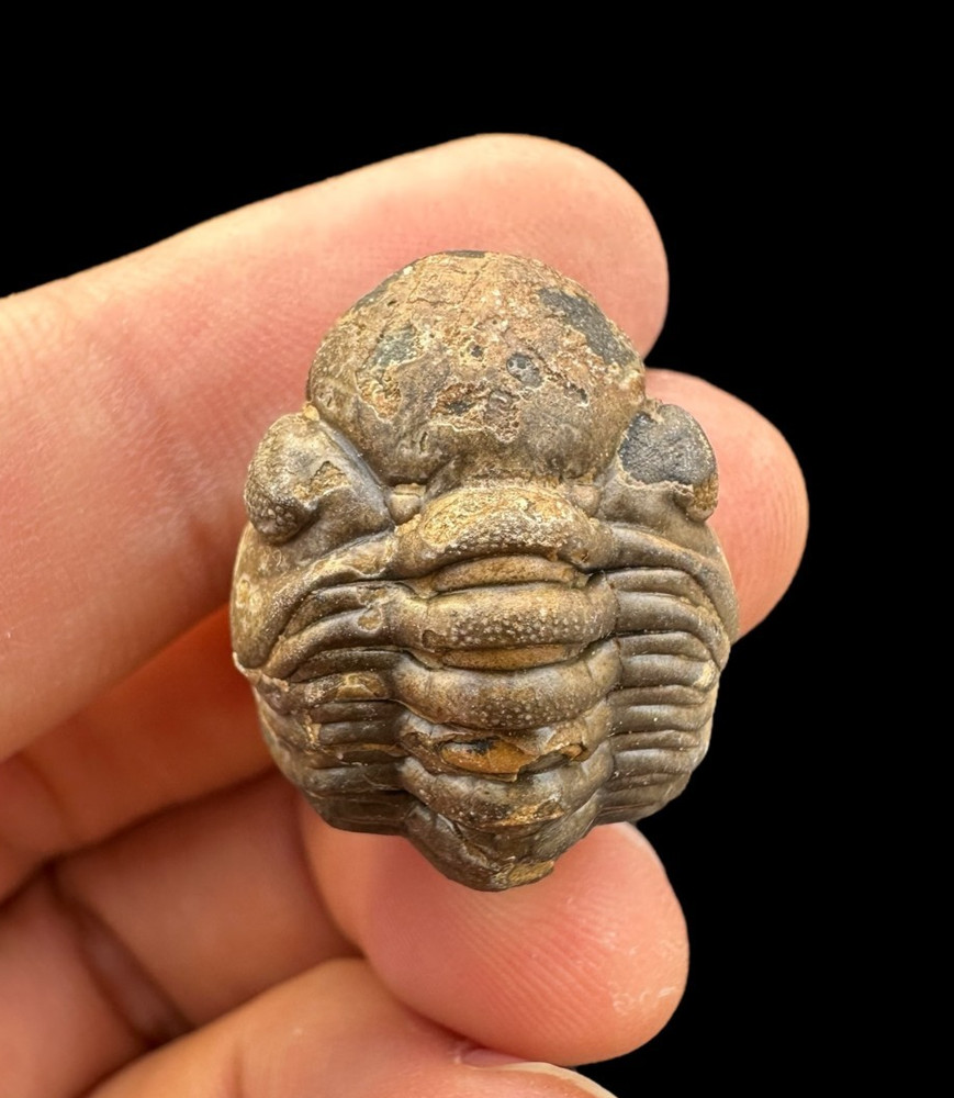 Lovely Rolled Phacops Trilobite Fossil – Authentic Devonian Era Specimen from Mo